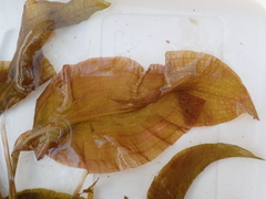 Potamogeton amplifolius