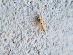 Chironomini