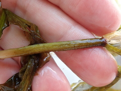 Potamogeton amplifolius