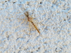 Chironomini