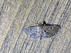Diathrausta harlequinalis