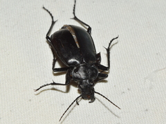 Calosoma peregrinator