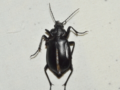 Calosoma peregrinator