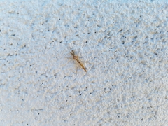 Chironomini