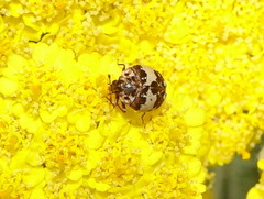 Anthrenus isabellinus