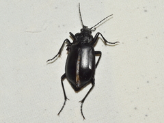 Calosoma peregrinator