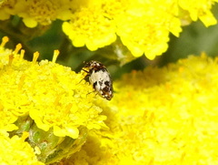 Anthrenus isabellinus