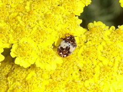 Anthrenus isabellinus