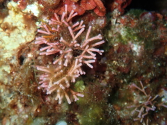 Tricleocarpa fragilis