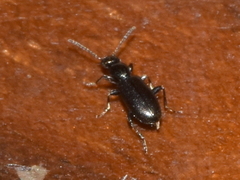 Vacusus confinis