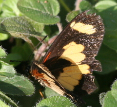Acraea cabira