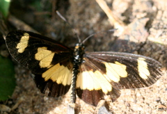 Acraea cabira