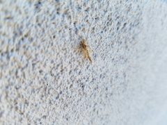 Chironomini
