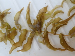 Potamogeton perfoliatus