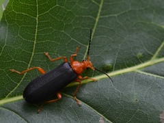 Neopyrochroa flabellata