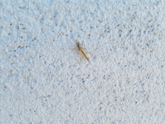 Chironomini