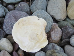 Placopecten magellanicus