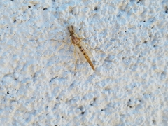 Chironomini
