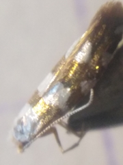 Argyresthia brockeella