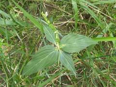 Spigelia