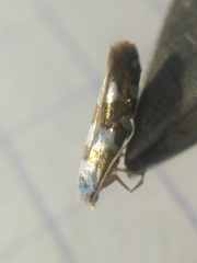 Argyresthia brockeella