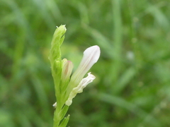 Spigelia