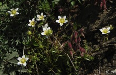 Saxifraga aspera