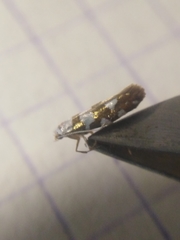 Argyresthia brockeella