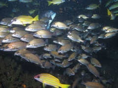 Striped Grunter photo 2