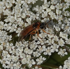 Athalia rosae