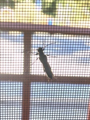 Necydalis cavipennis