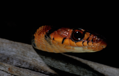Brazilian Woodland Racer photo 1