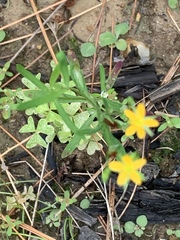 Hypericum canadense