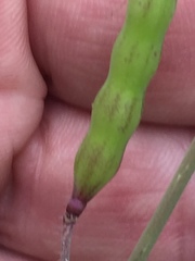 Raphanus sativus