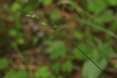 Carex brunnescens