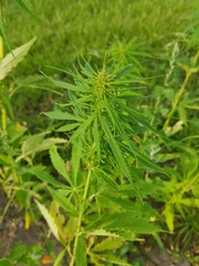 Cannabis sativa