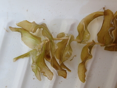 Potamogeton perfoliatus