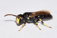 Hylaeus affinis