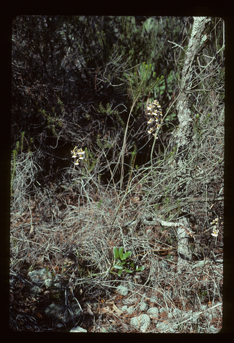 Florida dancing lady orchid (Tolumnia bahamensis)