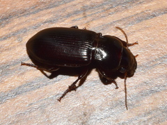 Curtonotus