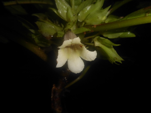 Nautilocalyx leticianus