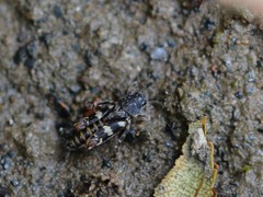 Ellipes minuta