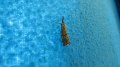 Chrysocrambus linetella