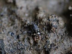Ellipes minuta