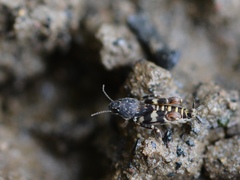 Ellipes minuta