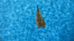 Chrysocrambus linetella