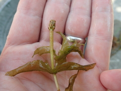 Potamogeton perfoliatus
