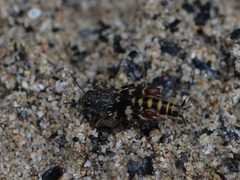 Ellipes minuta