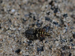 Ellipes minuta