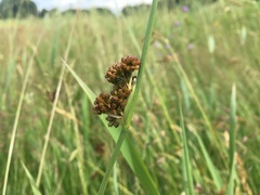 Juncus conglomeratus